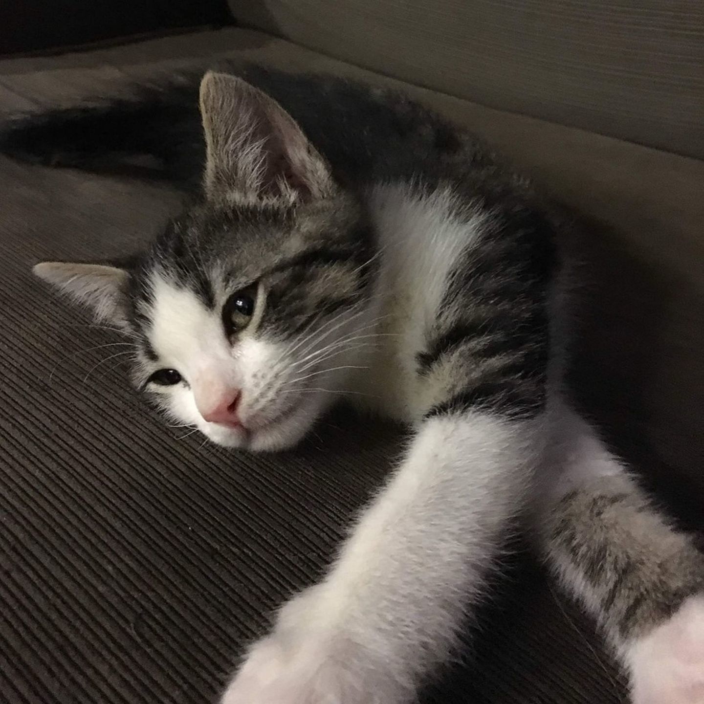Adopt a Pet | Macadamia